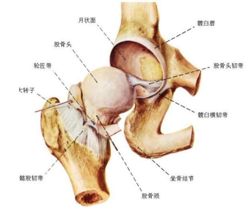 图3-2-1 髋关节解剖结构.jpg