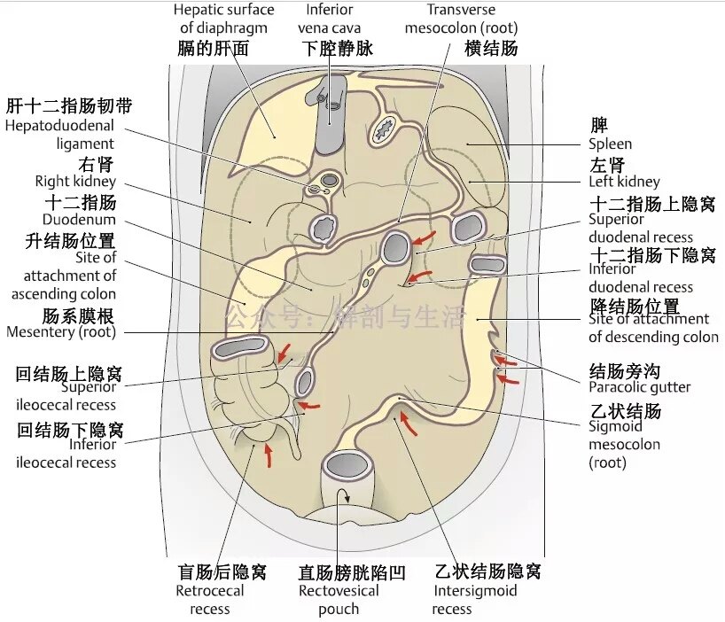 解剖腸繫膜竇結腸旁溝