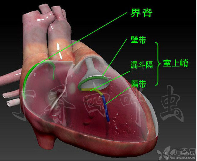 室间隔分法一:经典的解剖学划分方法:以这个丫字作为天然的势力划分