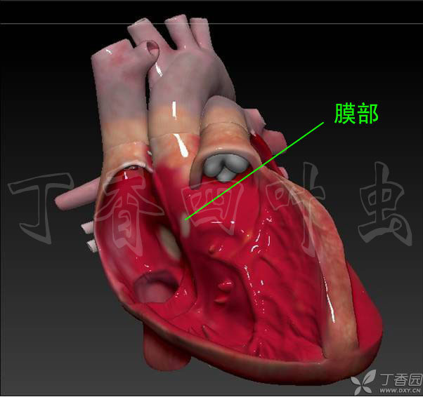 3d心臟解剖